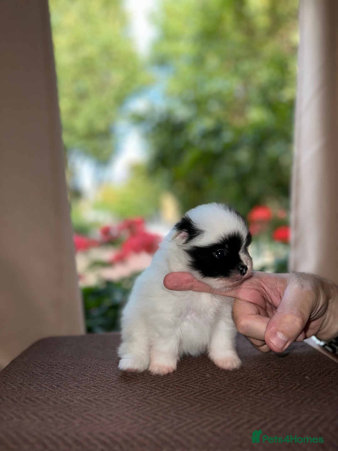 Pomeranian dogs for sale: Cute Pomeranian Puppies Looking for loving home - Image 19