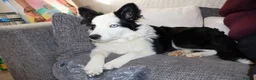 Border Collie dogs for sale: Rehoming our Blu ✨  - Advert 2