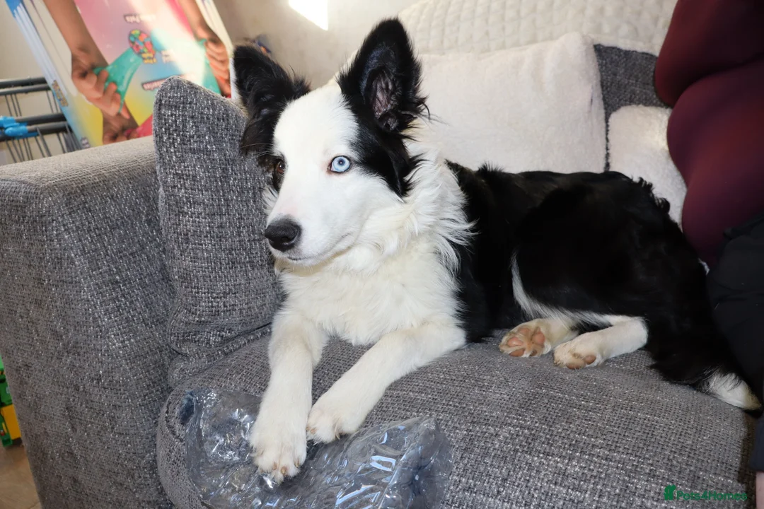 Border Collie dogs for sale: Rehoming our Blu ✨  - Advert 2