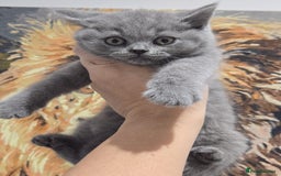 British Shorthair cats for sale: British shorthair kitten of excellent quality - Image 4