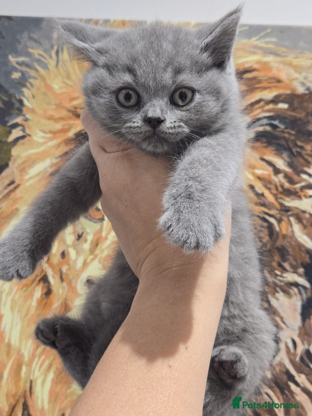 British Shorthair cats for sale: British shorthair kitten of excellent quality - Image 4