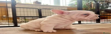French Bulldog 3