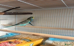 Budgerigars birds for sale: Male baby Budgies with cage - Image 5