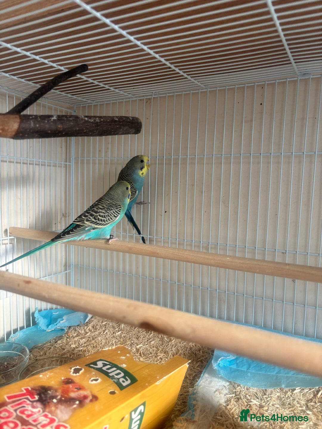 Budgerigars birds for sale: Male baby Budgies with cage - Image 5