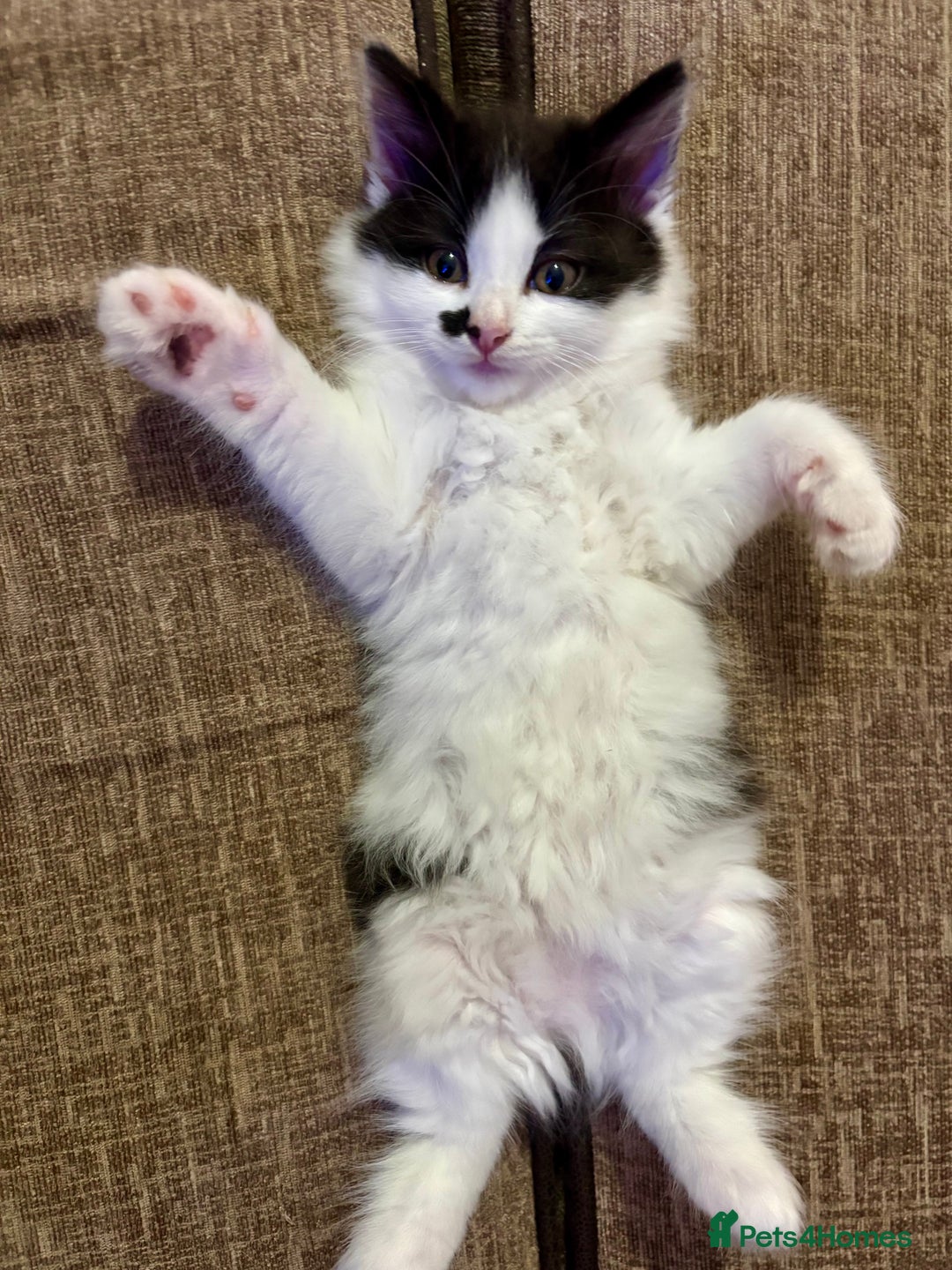 Mixed Breed cats for sale: 2 girl babies left 🐱❤️ £150 for two. 💞 - Image 10