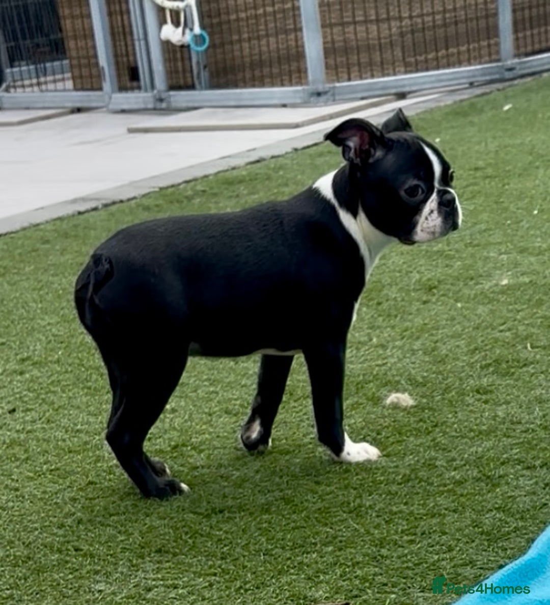 Boston Terrier dogs for sale: Beautiful Boston terriers  - Image 9