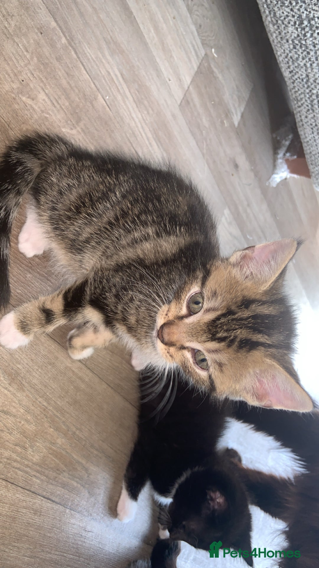 British Longhair cats for sale: Kittens for sale!! in Highbridge - Image 19