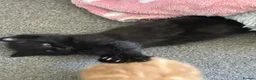 Mixed Breed cats for sale: 1 boy and 2 girl kittens for sale  in Farnborough - Advert 6