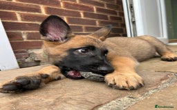 Mixed Breed dogs for sale: Czech shepherd x Belgium malinois - Image 1