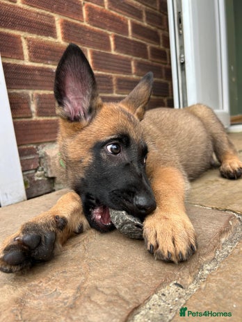 Mixed Breed dogs - Advert 12