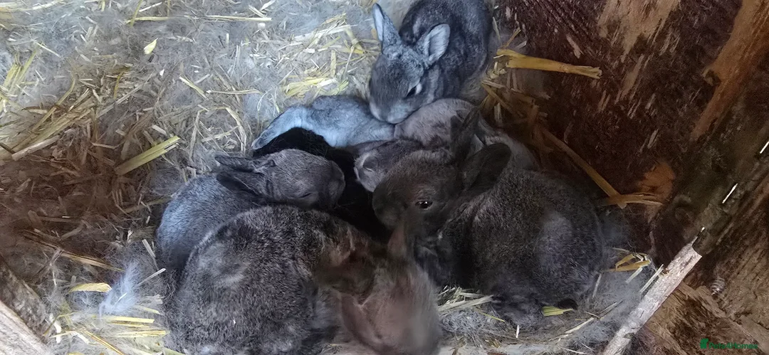 Rex rabbits for sale: 5 three and half week old chinchilla mini rex - Advert 9