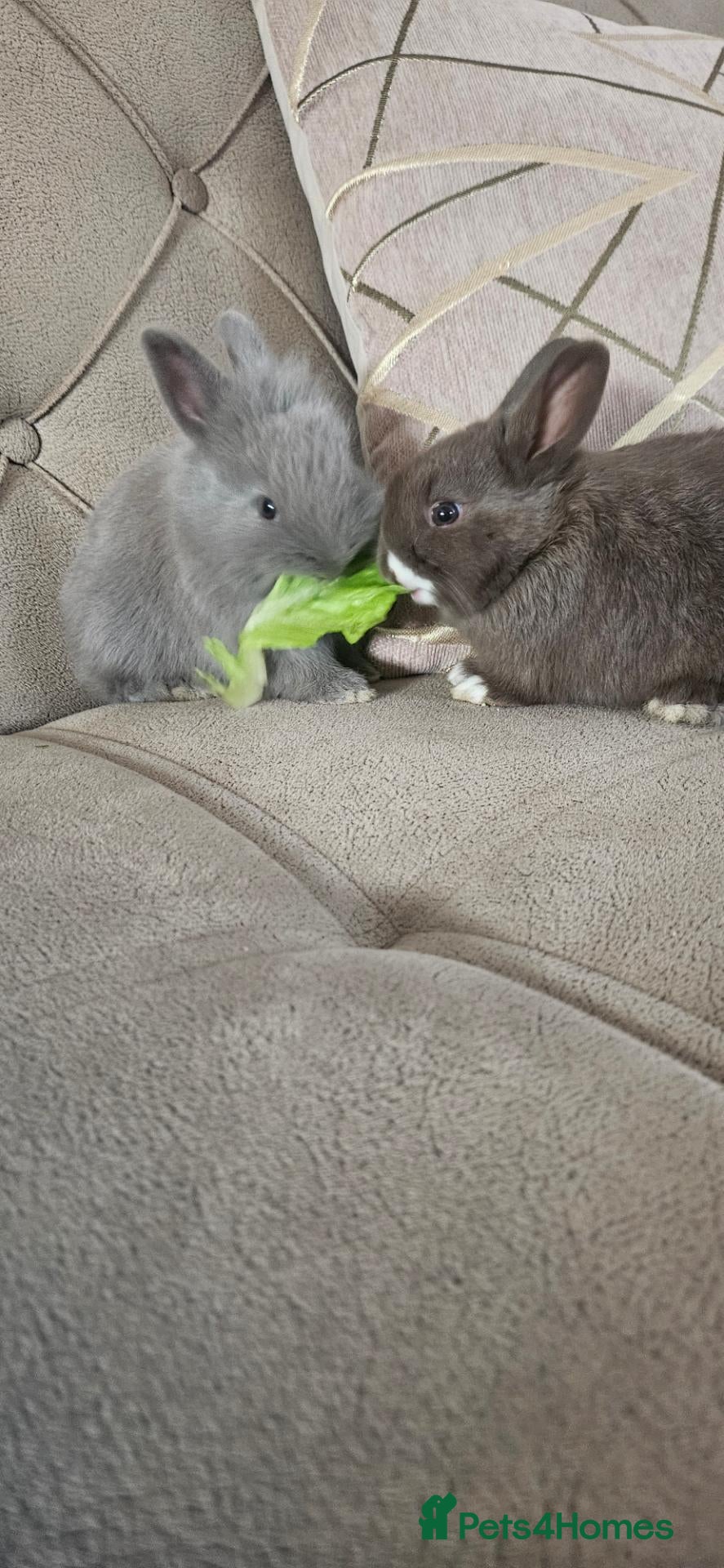 Mixed Breed rabbits They are lion head and Dutch mix 🥰 - Advert 1
