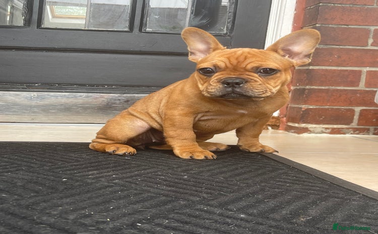 French Bulldog dogs - Advert 6