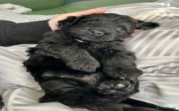Cockapoo dogs for sale: Cockapoo vet checked ready to leave - Image 10
