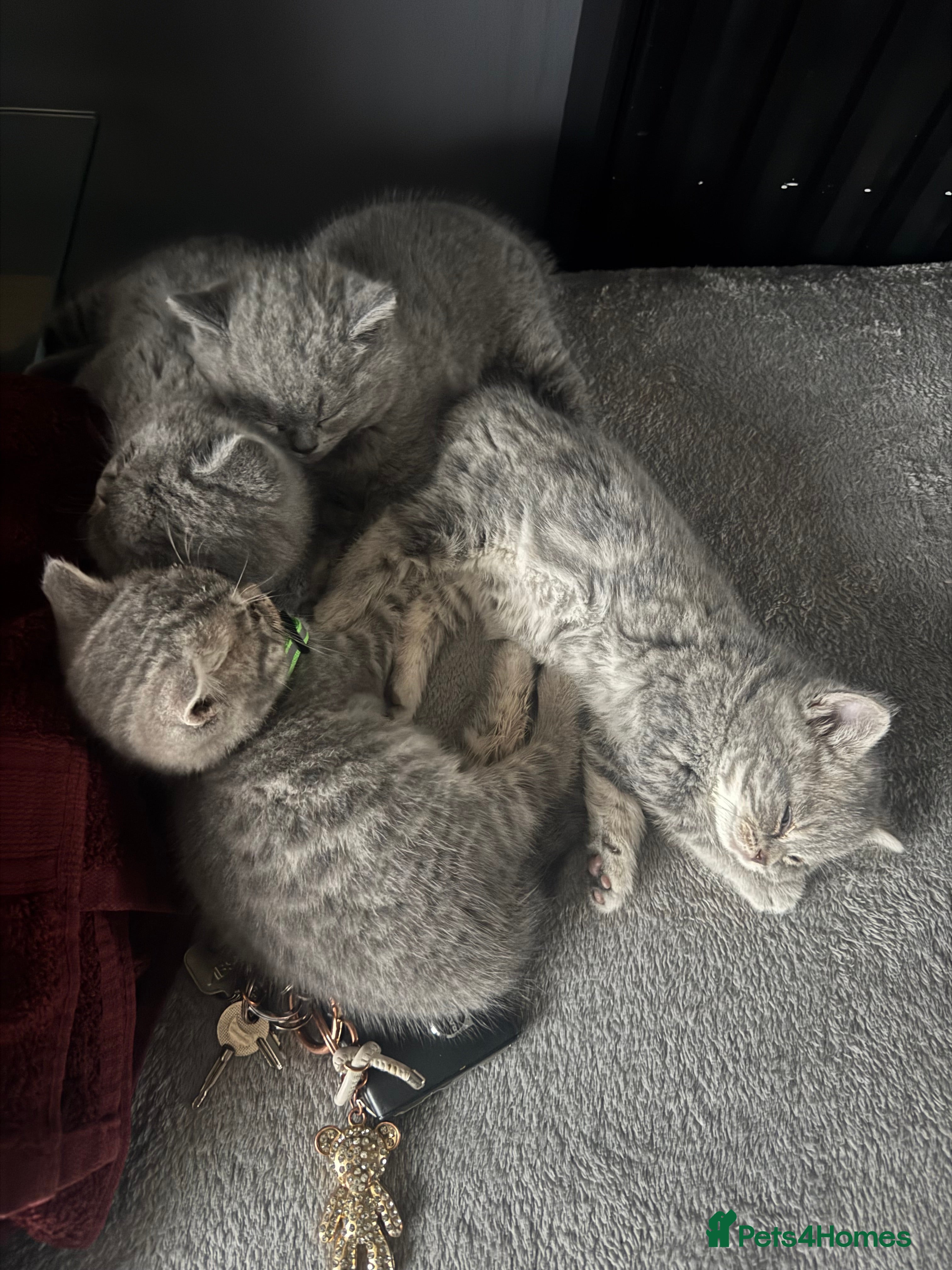 British Shorthair cats 👉 British Shorthair Kittens – Ready 14 Feb - Advert 16