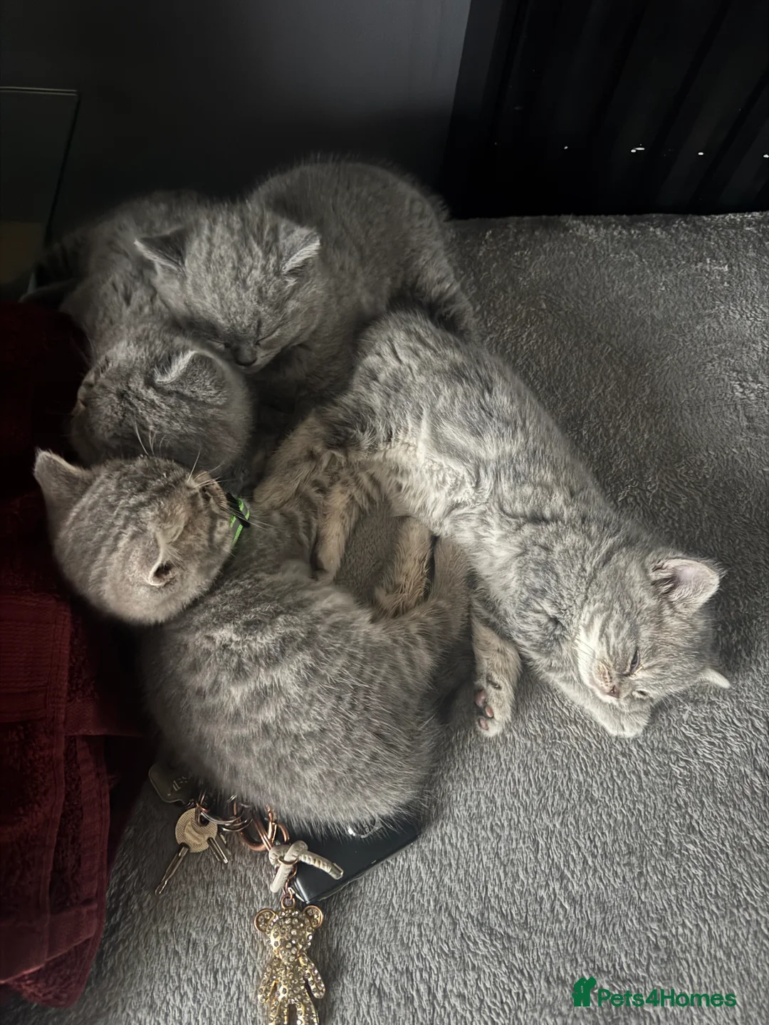 British Shorthair cats for sale: 👉 British Shorthair Kittens – Ready 14 Feb - Advert 2