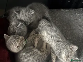 British Shorthair cats 👉 British Shorthair Kittens – Ready 14 Feb - Advert 16