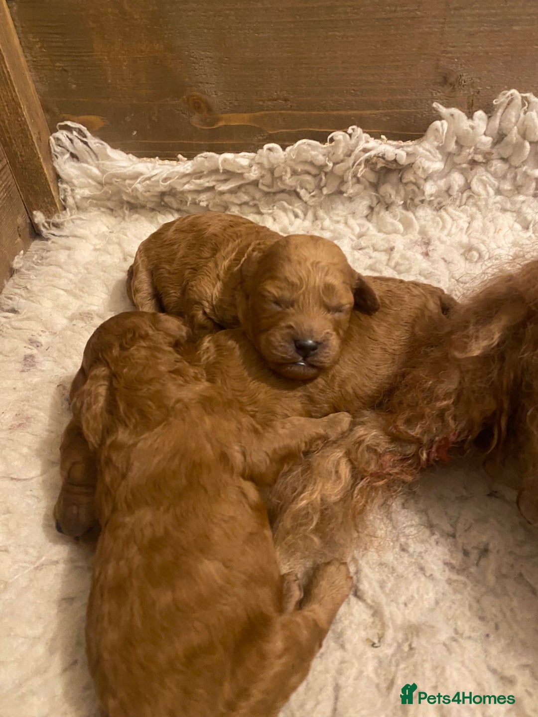 Cavapoo dogs for sale: Beautiful Cavapoo pup - Advert 1