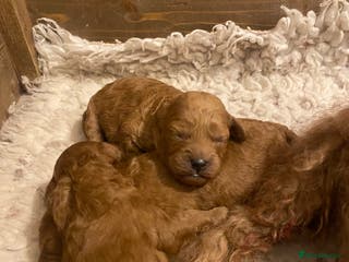 Cavapoo dogs Beautiful Cavapoo pup - Advert 1