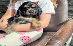Cocker Spaniel dogs for sale: KC Health tested show type cocker spaniel puppies - Image 10