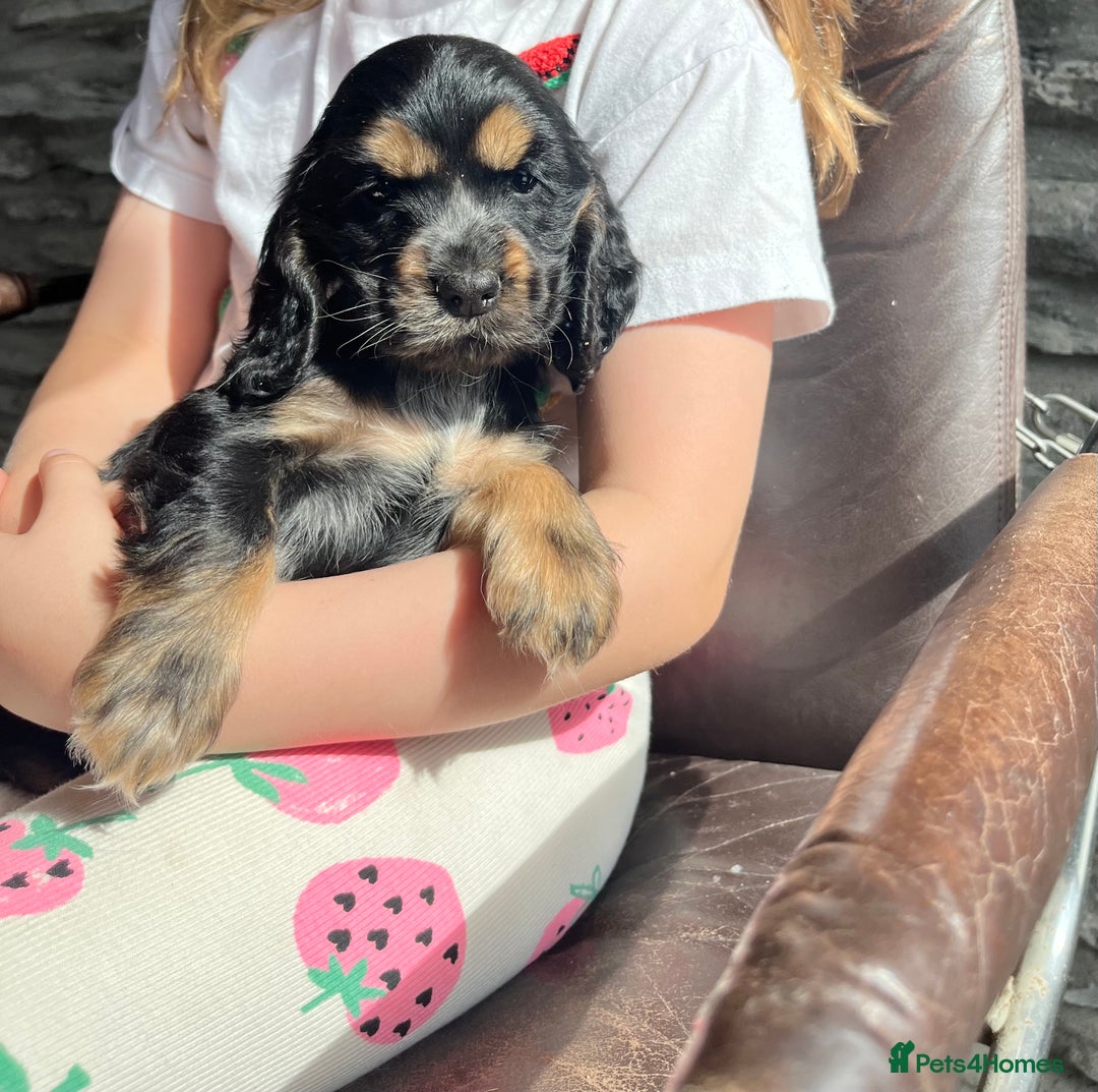 Cocker Spaniel dogs for sale: KC Health tested show type cocker spaniel puppies - Image 10