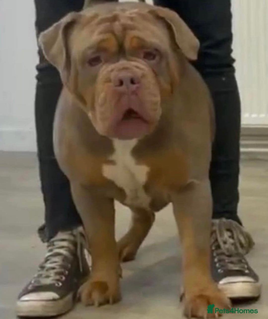 Old Tyme Bulldog dogs for stud: Well proven stud available  - Image 2