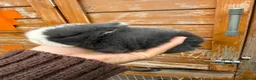 Mini Lop rabbits for sale: Blue split mini lop doe - Advert 3