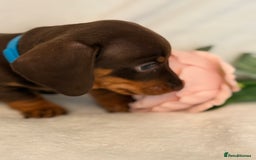 Miniature Dachshund dogs for sale: Stunning miniature dachshunds - tiny parents  - Image 15