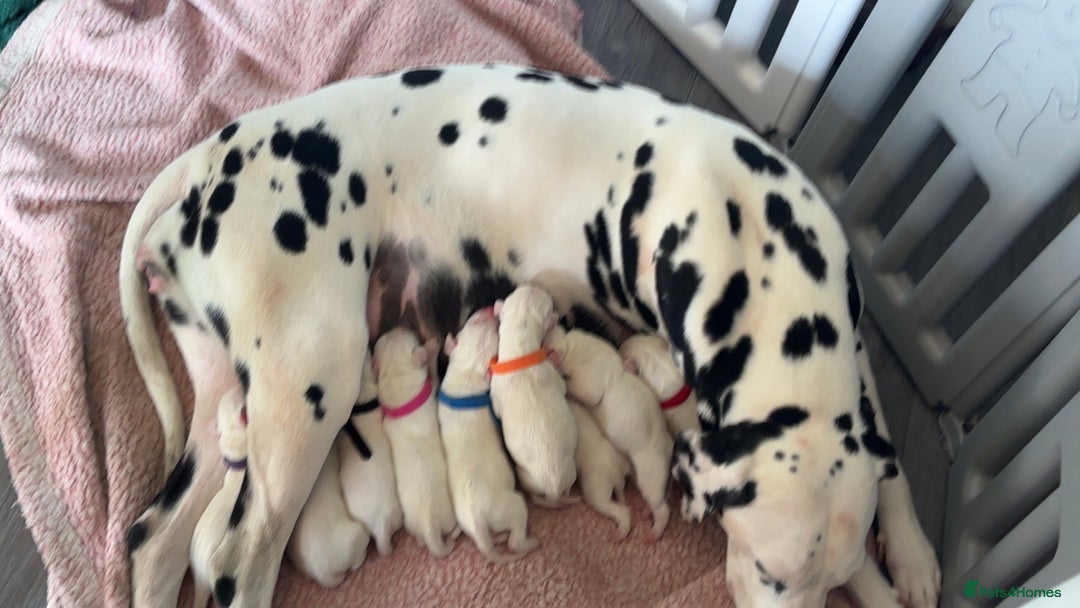 Dalmatian dogs for sale: 💙 beautiful KC registered litter of Dalmations 🩷 in Normanton - Image 5