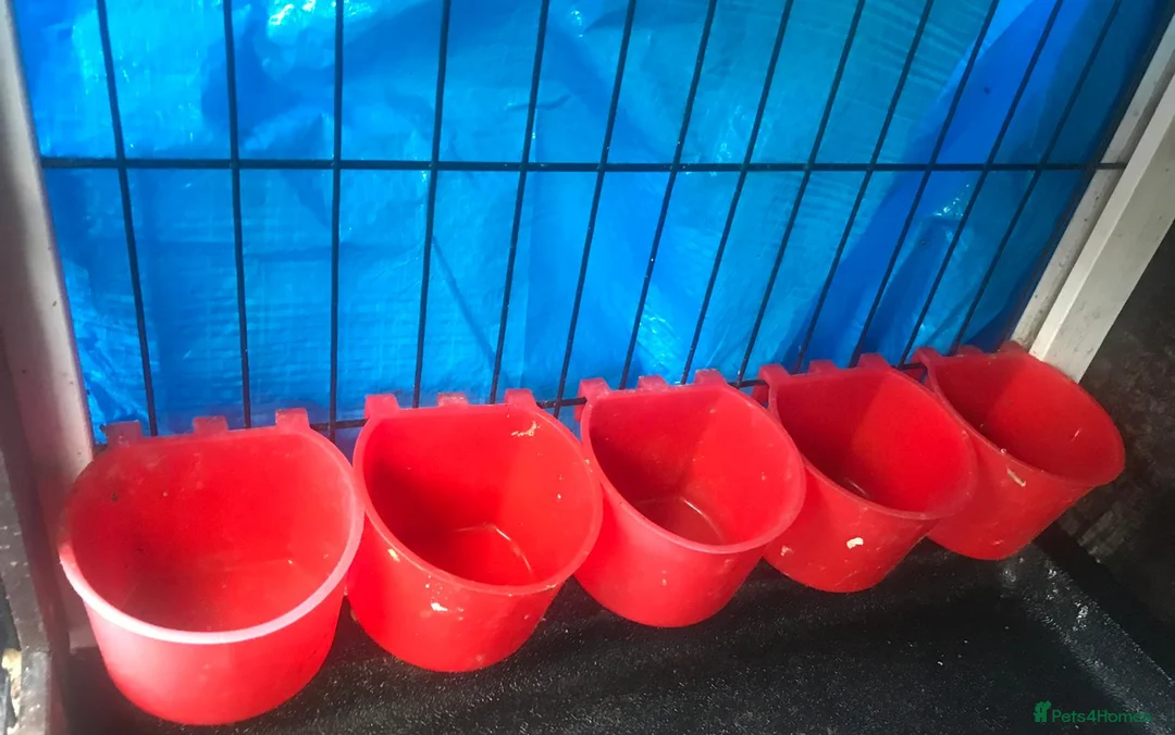 Quail poultry for sale: ANIMAL HUTCH ! - Advert 12