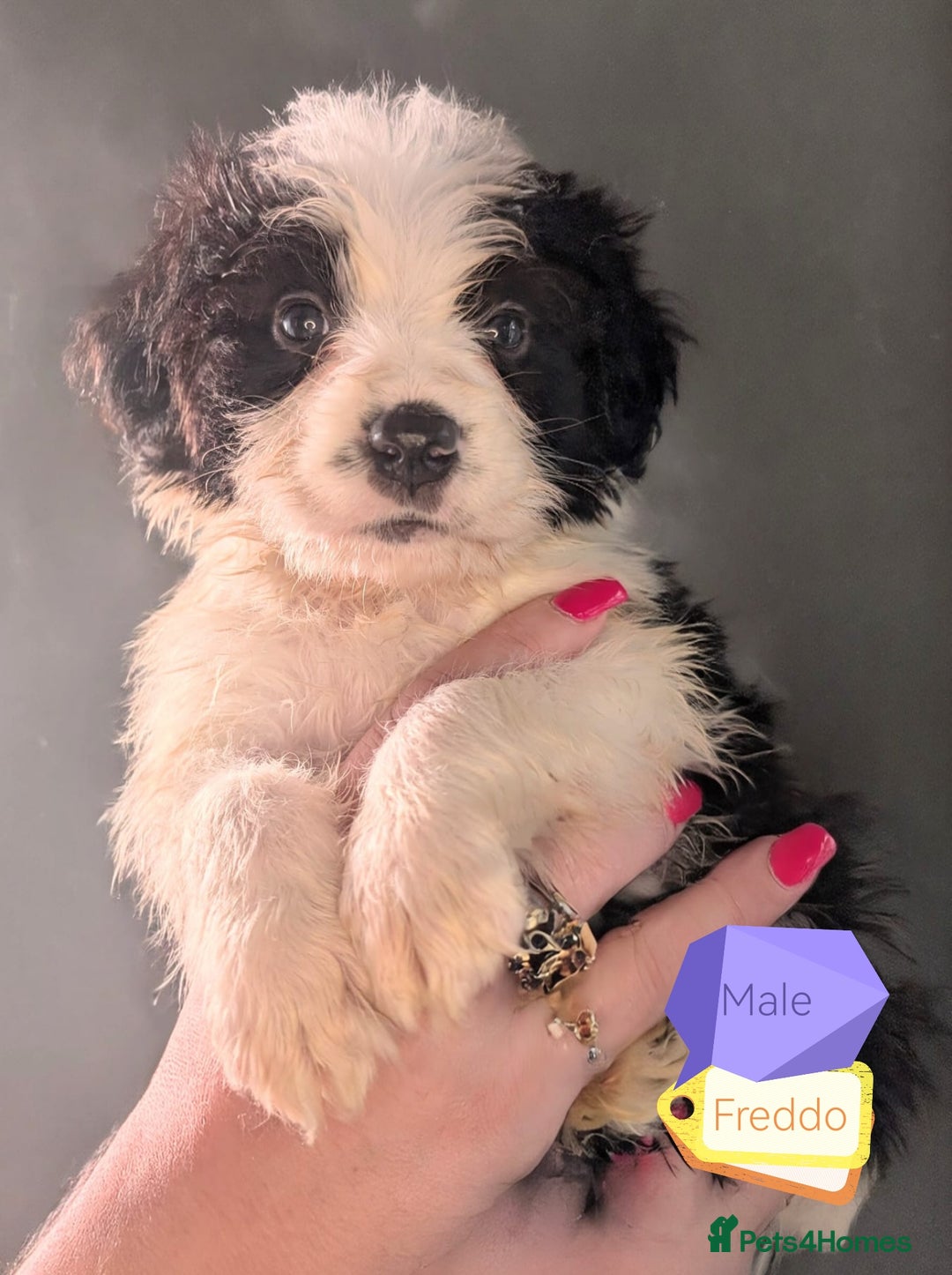 Mixed Breed dogs for sale: Beautiful Bordernese Puppies - Advert 9