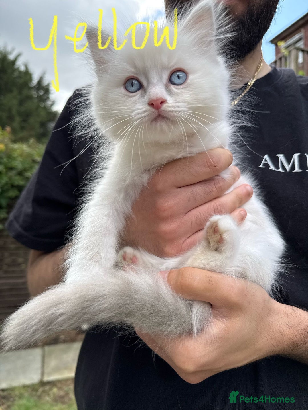 Ragdoll cats for sale: *REDUCED* ready to leave ragdoll kittens - Image 1