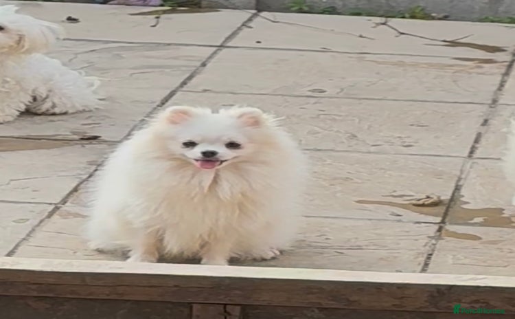 Pomeranian dogs - Advert 4