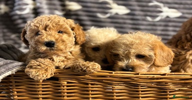 Mixed Breed dogs - Advert 5