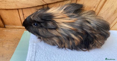 Guinea Pig rodents 2x beautiful baby guinea BOY5 available  - Advert 6