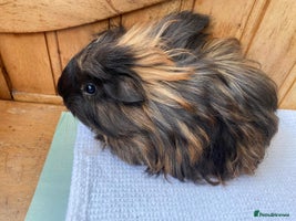 Guinea Pig rodents 2x beautiful baby guinea BOY5 available - Advert 2