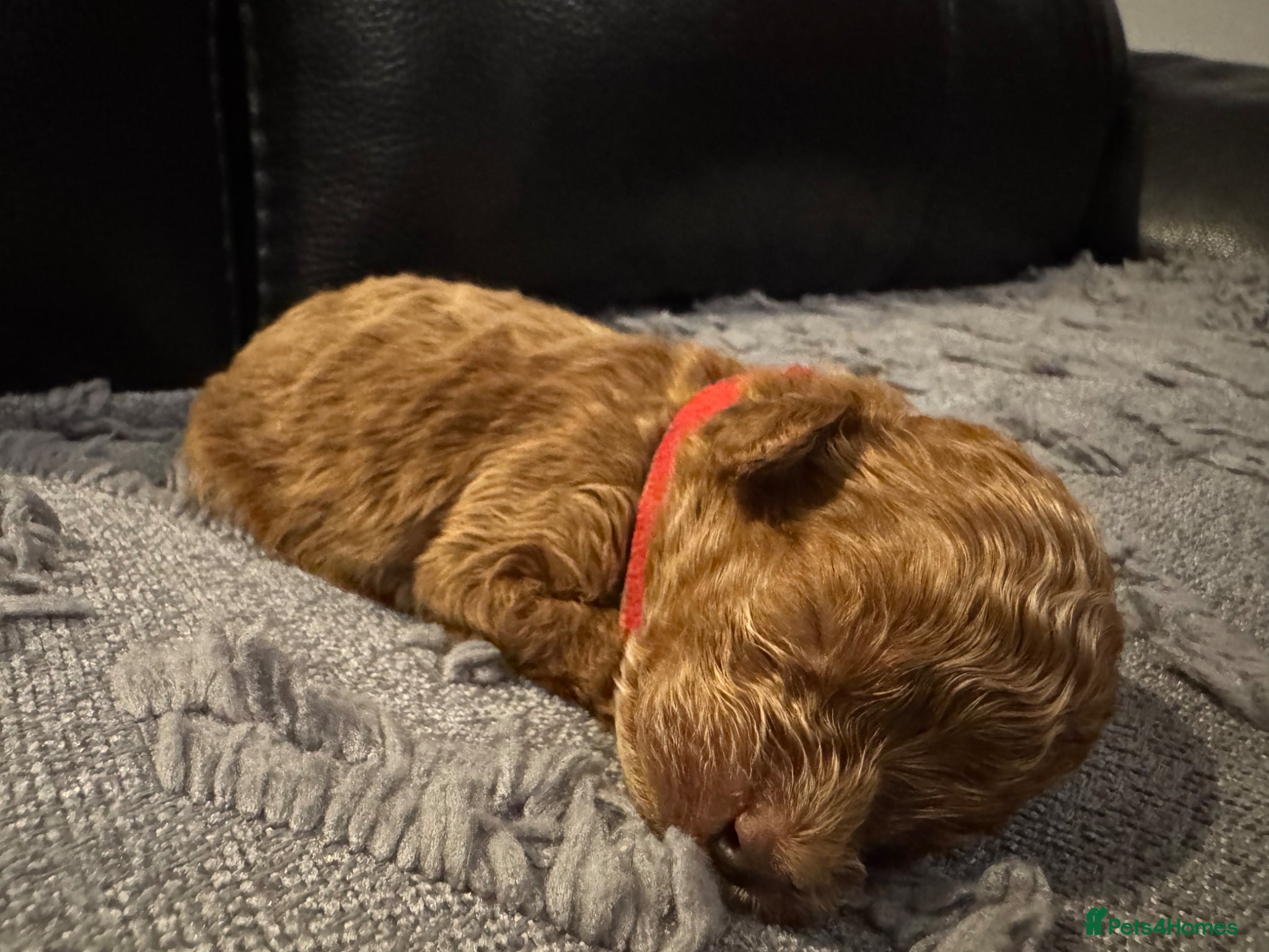 Miniature Poodle dogs Beautiful Red Miniature Poodle Puppies - Advert 2