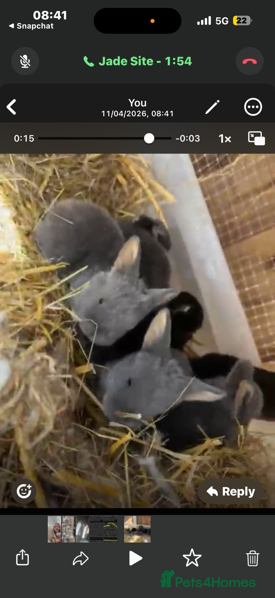 Mixed Breed rabbits Baby rabbits  - Advert 1