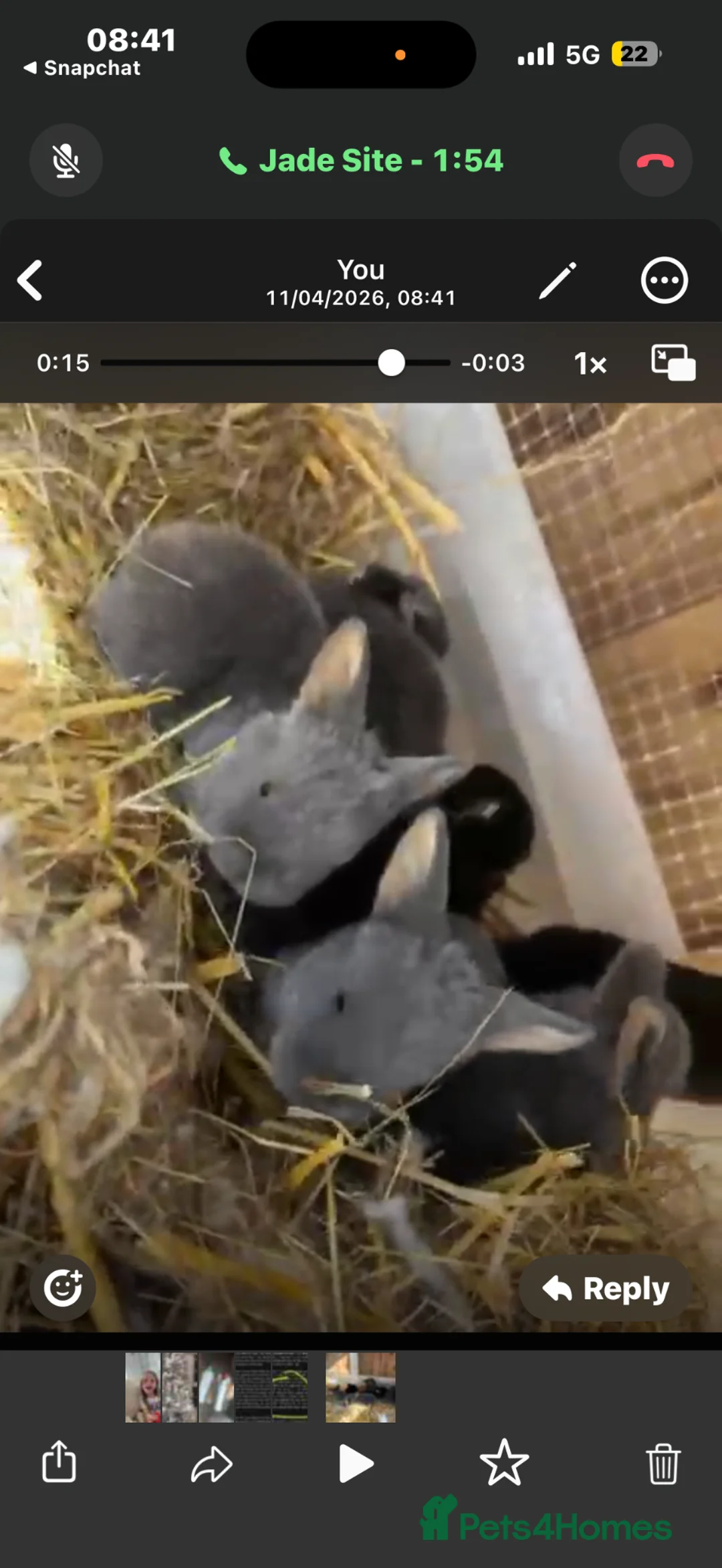 Mixed Breed rabbits for sale: Baby rabbits  in Clacton-on-Sea - Advert 1