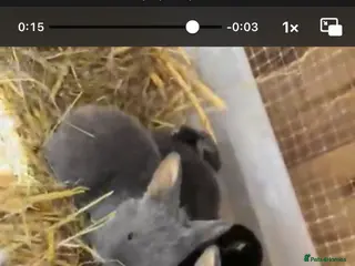 Mixed Breed rabbits Baby rabbits - Advert 1