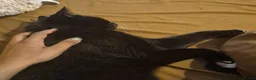 Mixed Breed cats for adoption: Cuddle Kitty with the Zoomies - Advert 3