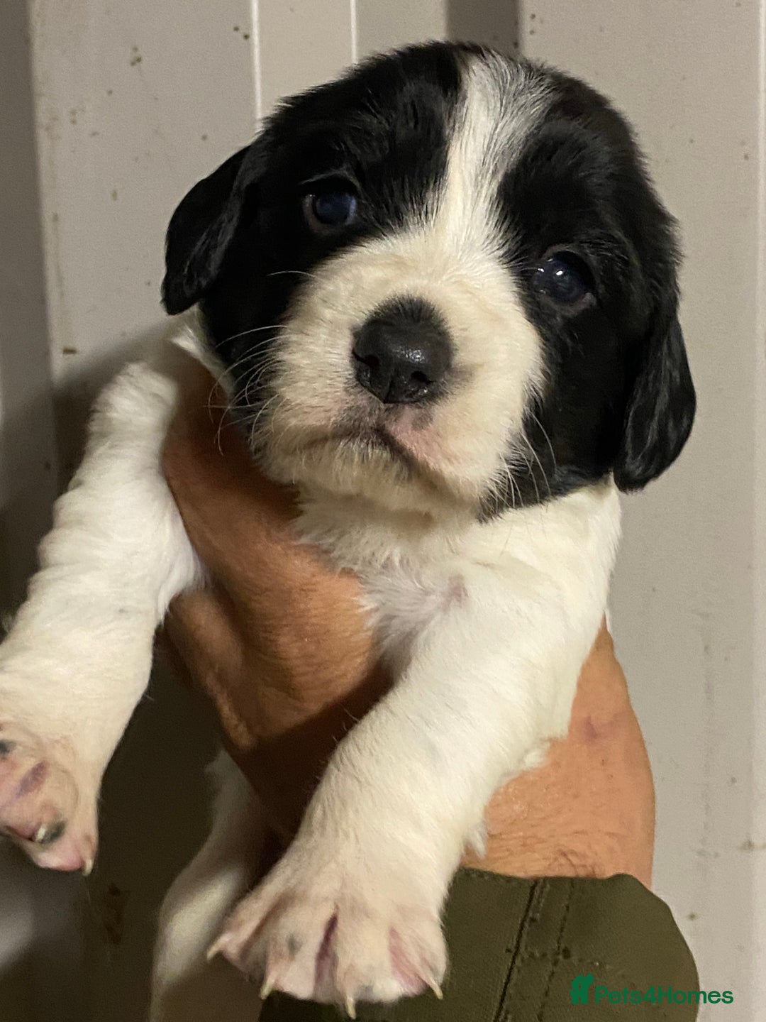 English Springer Spaniel dogs for sale: Springer spaniel - Image 10
