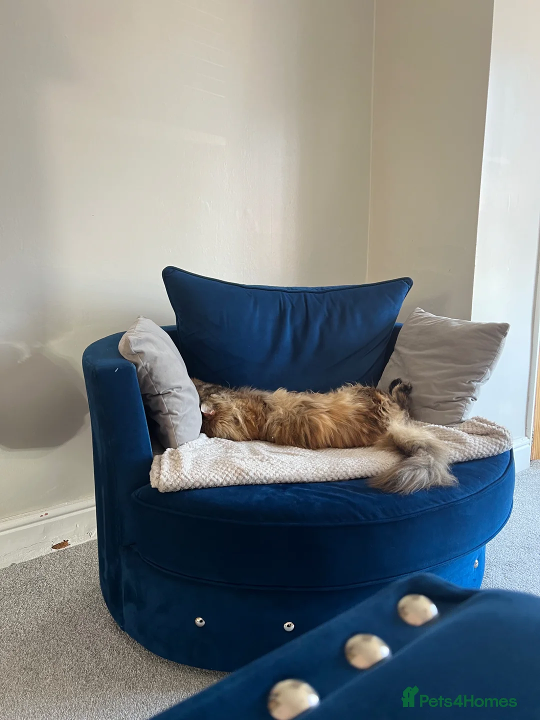 Maine Coon cats for sale: Lady Roza looking for a loving home - Advert 2