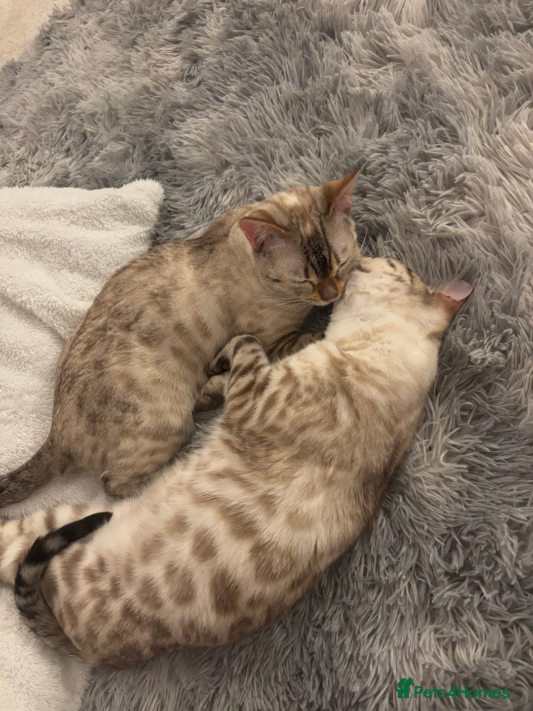 Bengal cats for sale: 9 week old kittens for sale - Advert 2