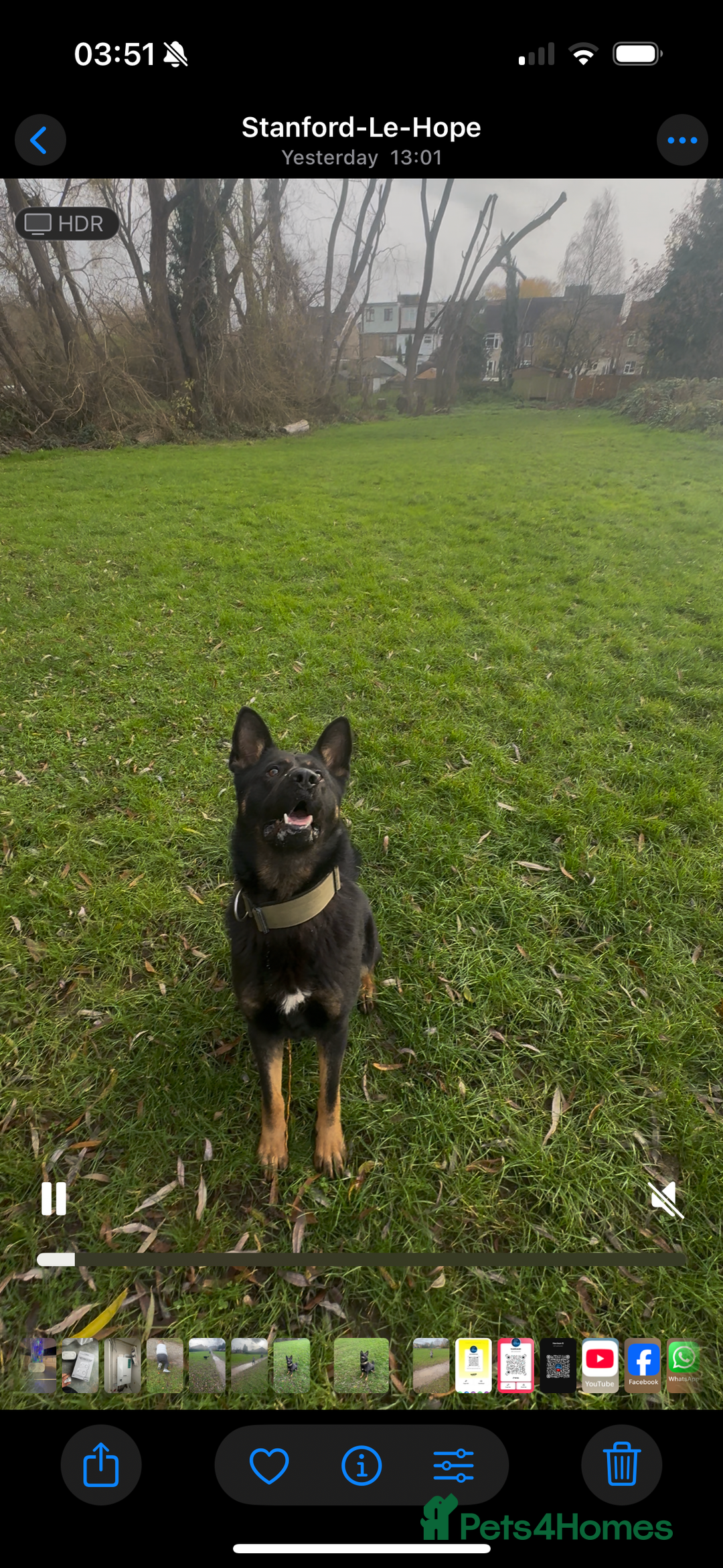 German Shepherd dogs for stud: Black & tan German Shepard for stud duties  - Advert 3