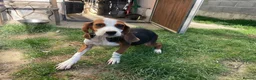 Mixed Breed dogs for adoption: JUNIE FOR ADOPTION CORNWALL/DEVON/SOMERSET BORDER - Advert 6