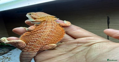 Bearded Dragon reptiles 🔥Last clutch🔥 Baby bearded dragons 🔥2 Left 🔥 - Advert 7