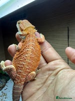 Bearded Dragon reptiles 🔥Last clutch🔥 Baby bearded dragons 🔥2 Left 🔥 - Advert 7