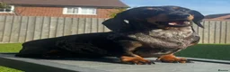 Miniature Dachshund dogs for sale: KC Reg Smooth Haired Miniature Dachshund Puppies - Advert 4