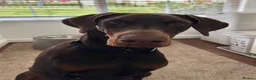 Dobermann dogs for sale: 7 beautiful, healthy Dobermann puppies for sale - Advert 10